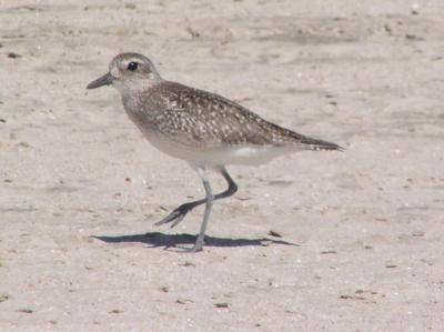 g3/61/573261/3/52867185.MaybeAmericanGoldenPlover.jpg