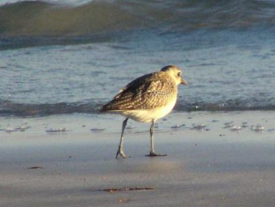 g3/61/573261/3/52867186.MountainPlover1.jpg