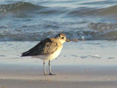g3/61/573261/3/52867187.MountainPlover2.jpg
