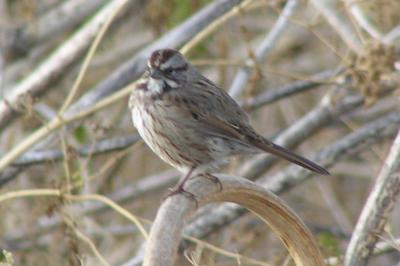 g3/61/573261/3/52867197.sparrow.jpg