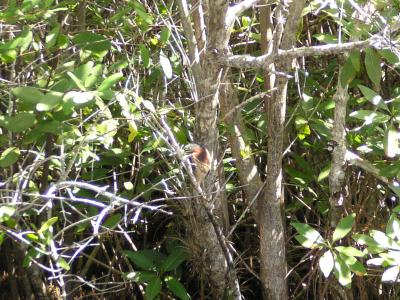 g3/61/573261/3/53905890.RufescentTigerHeronattheCenotes.jpg