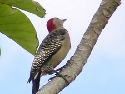 Yucatan Birds