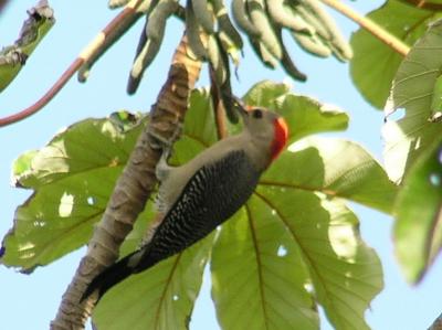 g3/61/573261/3/53905899.YucatanWoodpecket.jpg