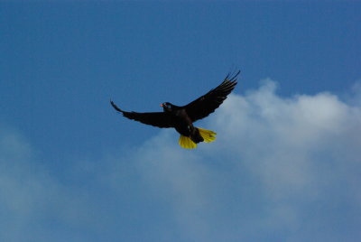 Montezuma Oropendola flying