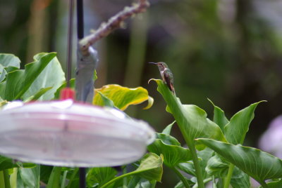 Vocano Hummingbird