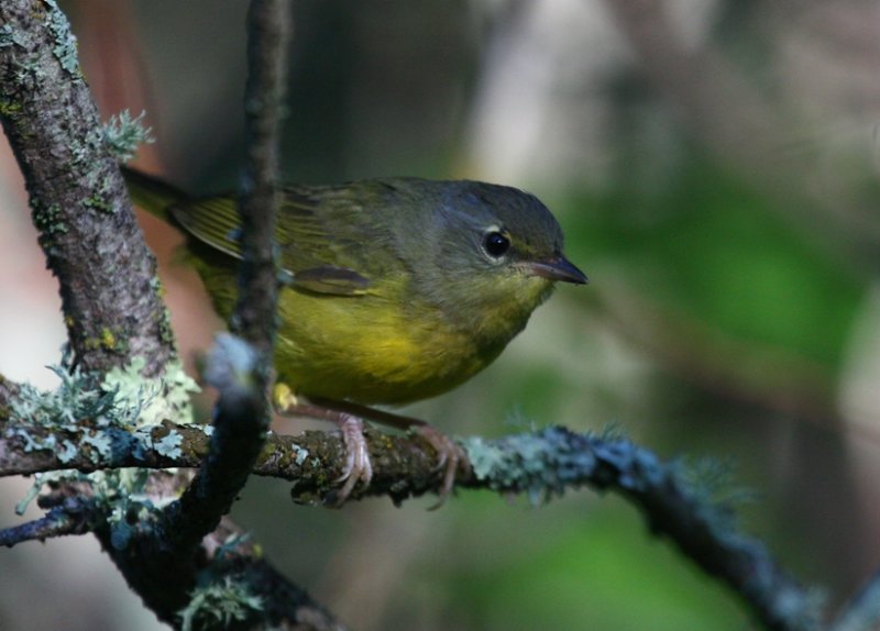 Quiz_Bird_2b
