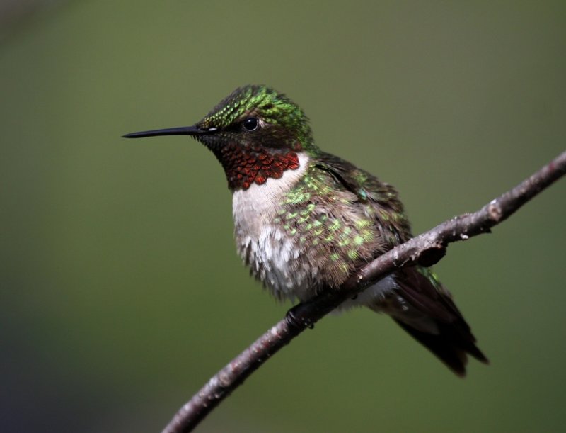 Ruby-throated Hummingbird 1684