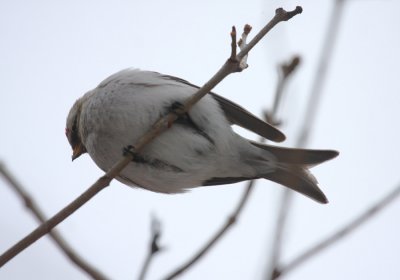 Hoary Redpoll 7554