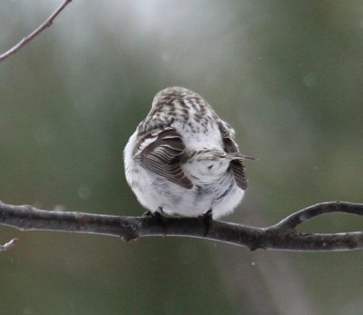 Hoary Redpoll 7674