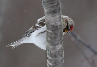 Hoary Redpoll 7688