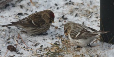 Hoary Redpoll 7291