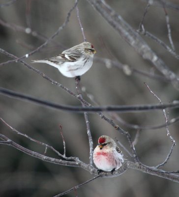 Hoary Redpoll 7327