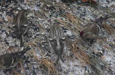 Hoary Redpoll 7495