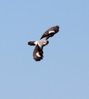 Northern Shrike hovering