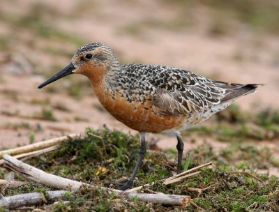 Red Knot 2344