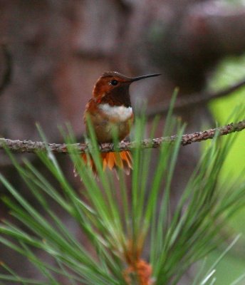 Rufous Hummingbird 9315