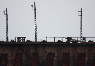 Gyrfalcon 2009_3583