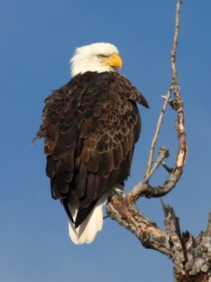 Bald Eagle 3820