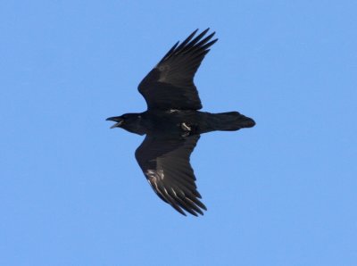 Common Raven 3786