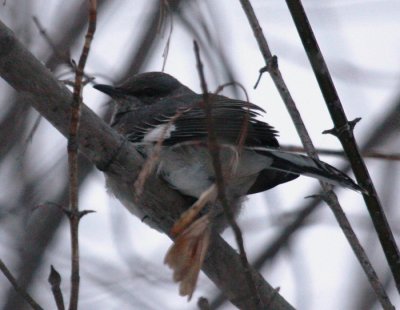 Northern Mockingbird - Dec 2009