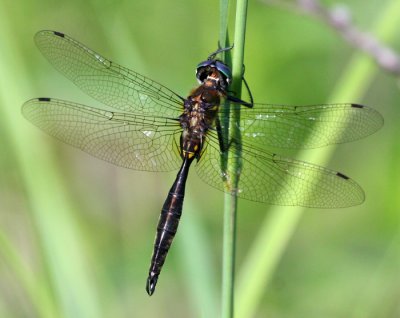 Ocellated Emerald (S. minor) - male