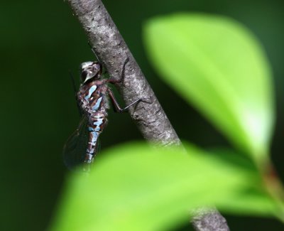 Canada Darner (A. canadensis) - Female