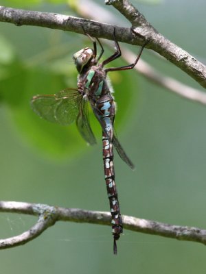 Canada Darner (A. canadensis) - Female