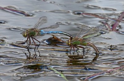 Common Green Darner (A. junius) - Pair