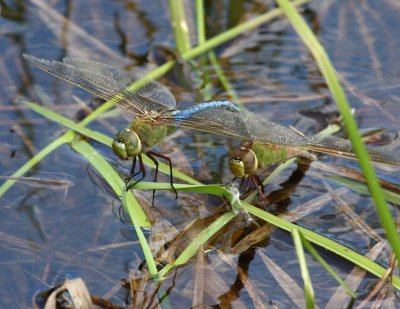 Common Green Darner (A. junius) - Pair