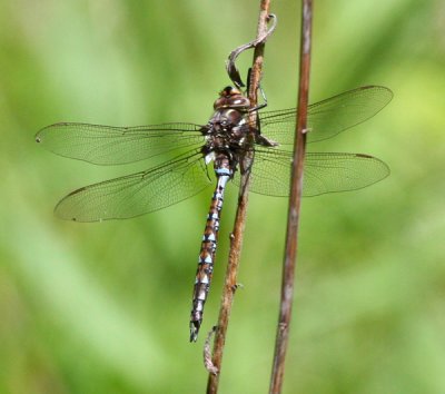 Springtime Darner (B. janata) - Male