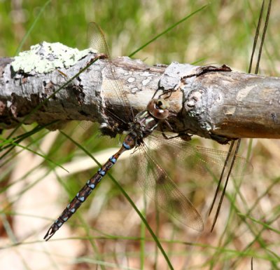Springtime Darner (B. janata) - Male
