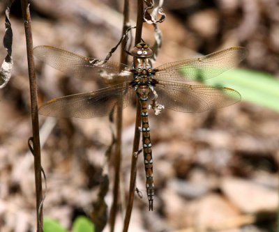 Springtime Darner (B. janata) - Female