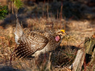 Sharp-tailed Grouse 0646