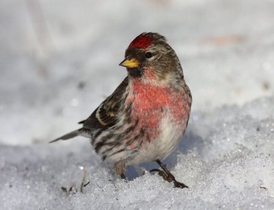 Common Redpoll 7218