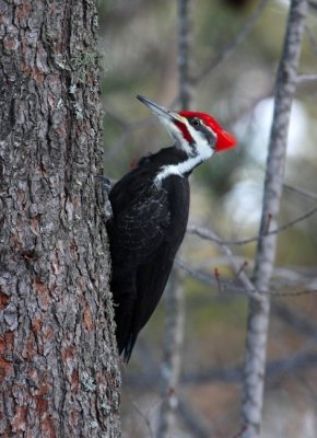 Pileated Woodpecker 5570