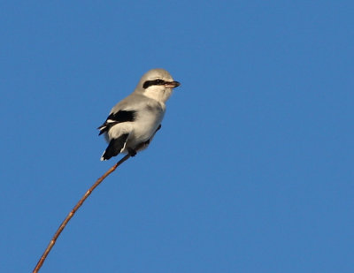 Northern Shrike 5397