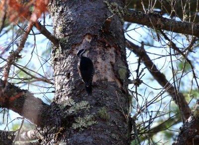 Black-backed Woodpecker 5525