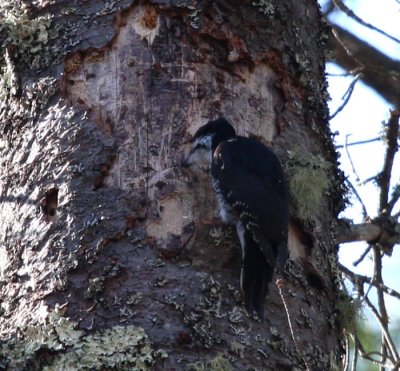 Black-backed Woodpecker 5523