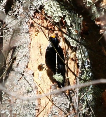 Black-backed Woodpecker 5543