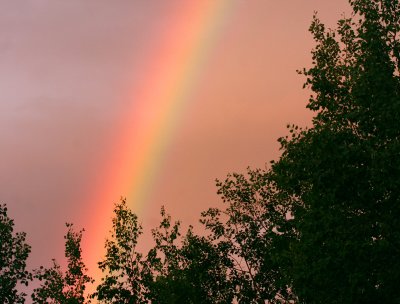 Rainbow & Aspen 8206