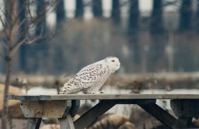 Snowy Owl 1 (adult female?)