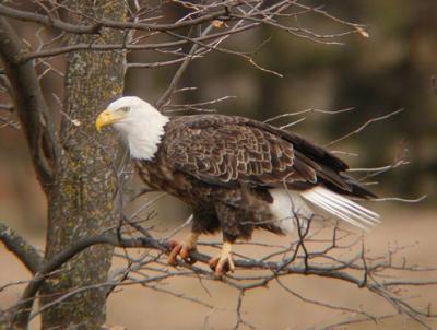 Bald Eagle