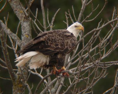 Bald Eagle