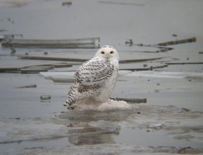 Snowy Owl 10 (immature male?)