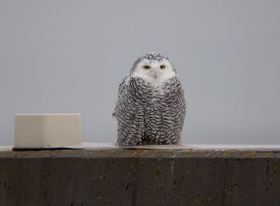 Snowy Owl 11 (immature female)