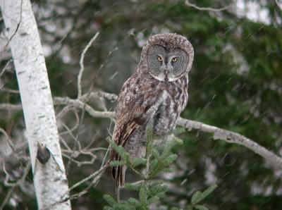 Great Gray Owl