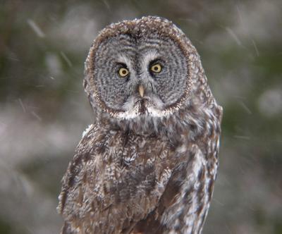 Great Gray Owl