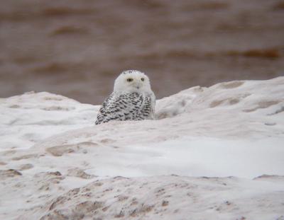 Snowy Owl 12 (immature male?)