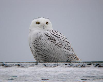 Snowy Owl 12