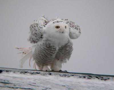 Snowy Owl 12